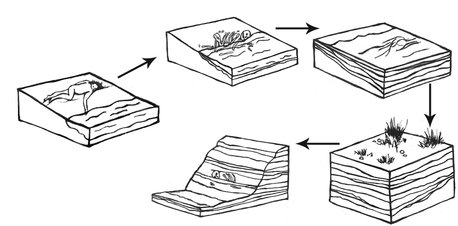 Five images depicting fossilization.