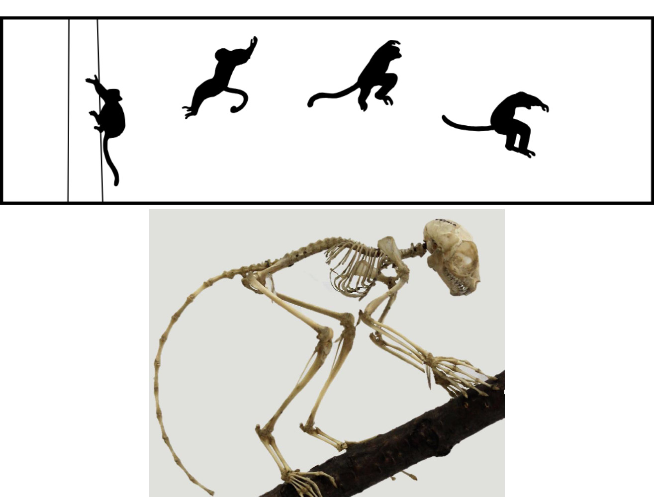 Movement of vertical clinger and leaper, and tarsier skeleton.