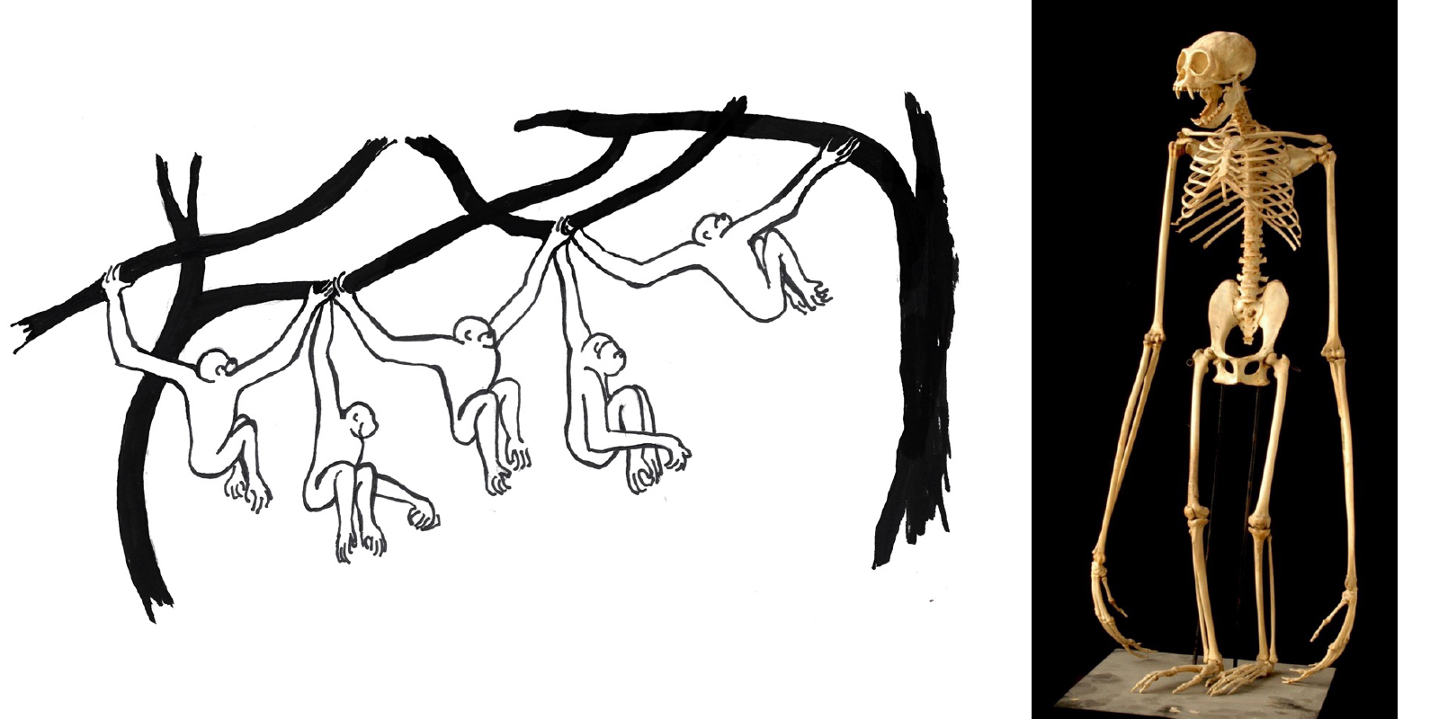 Primate swinging through branches and gibbon skeleton.