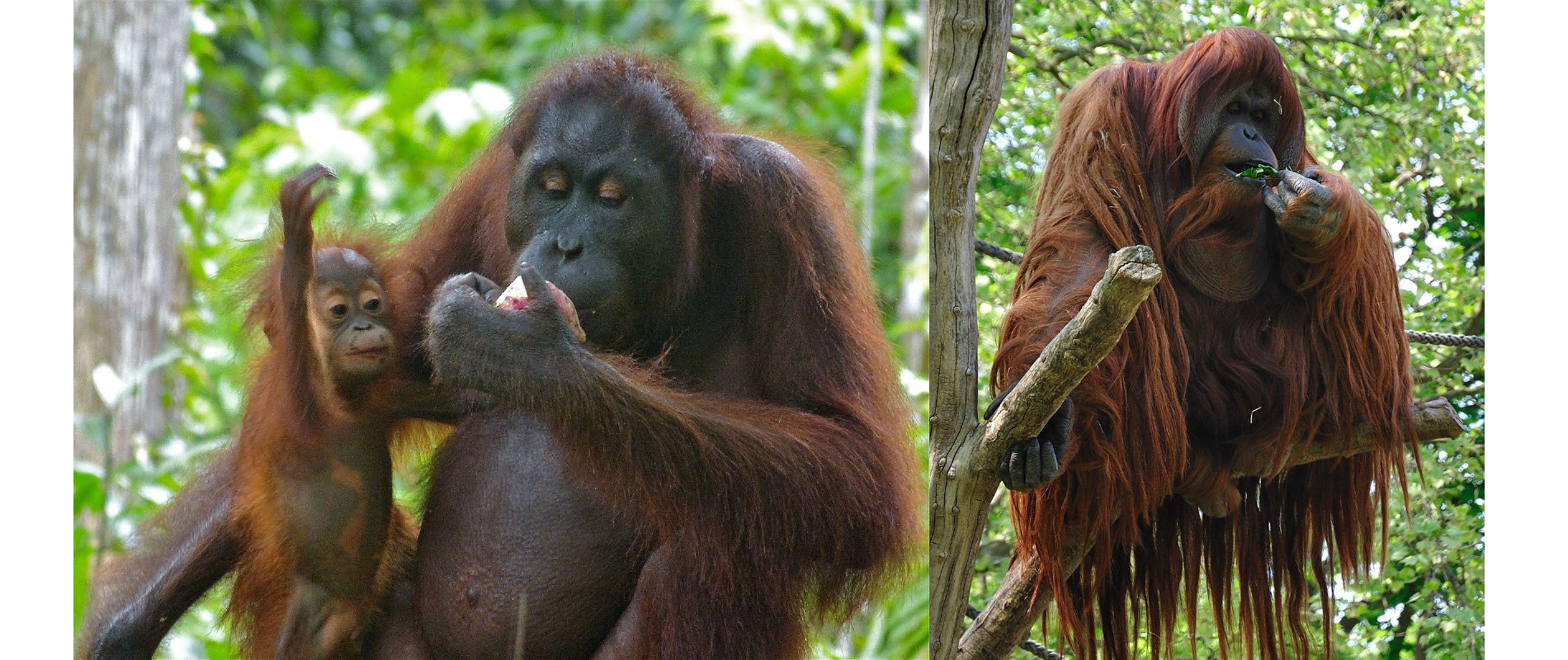 a. Female orangutan with infant. b. Male orangutan in a tree.