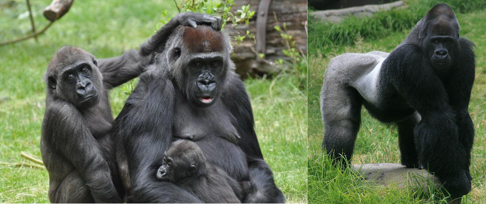a. Female gorilla with offspring. b. Male gorilla.