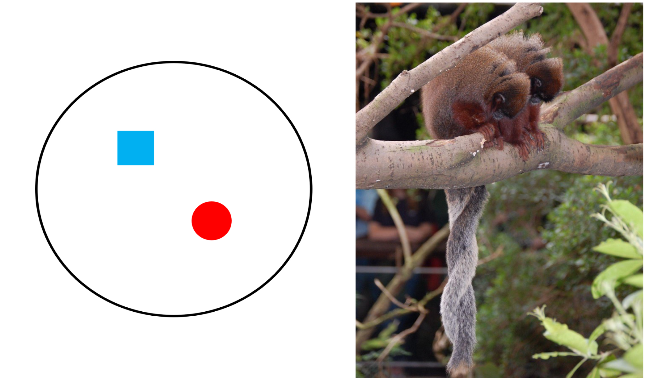 Left: Circle contains one dot (female) and one square (male). Right: Two titi monkeys.