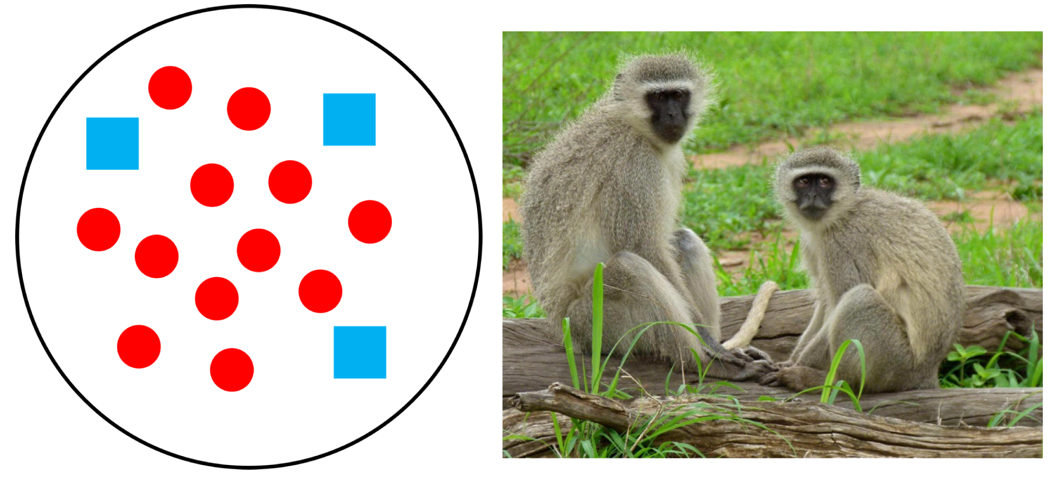 Circle contains twelve dots and three squares. Right: Two vervet monkeys.