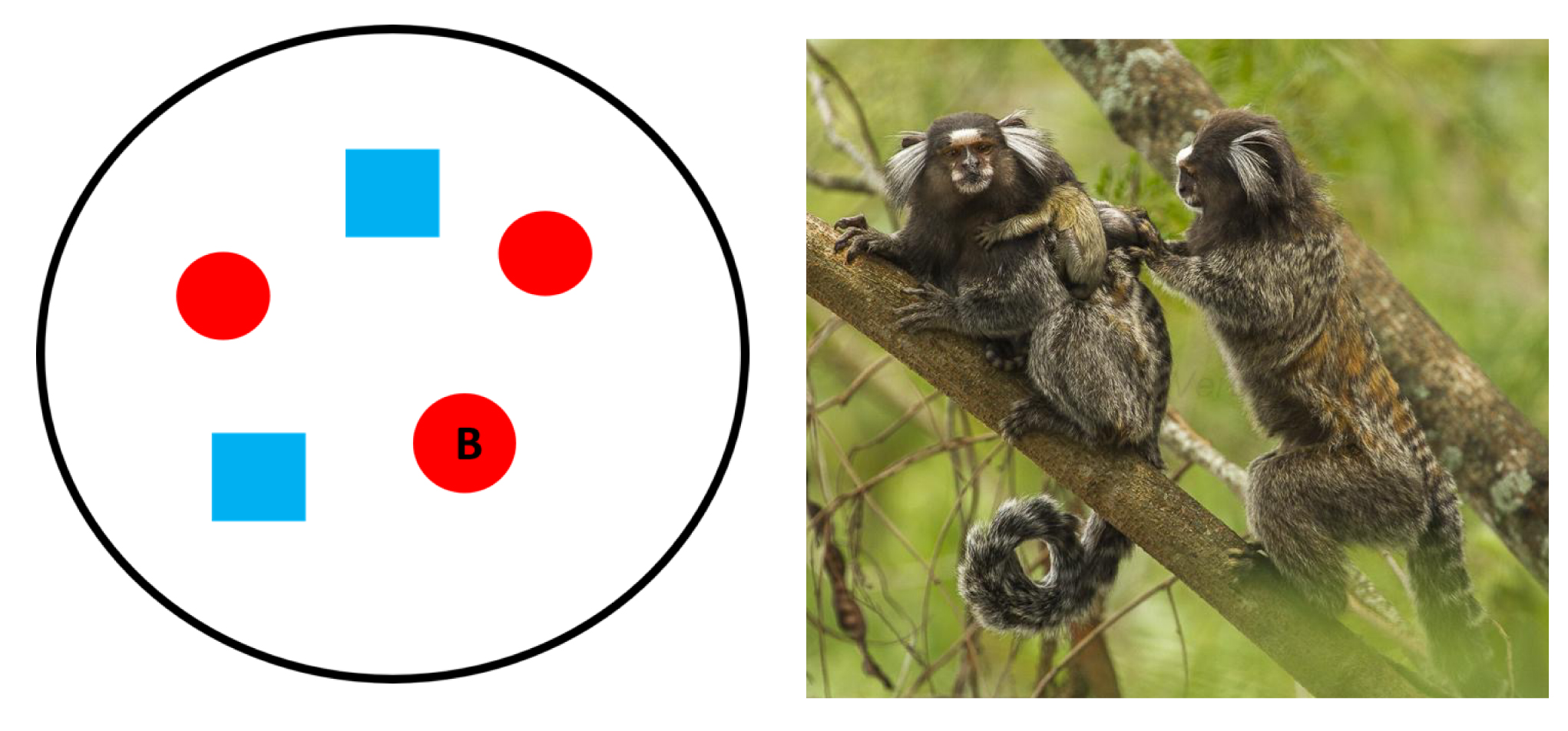 Circle contains two squares, two unmarked dots, and a B dot. Right: Marmosets with twins.