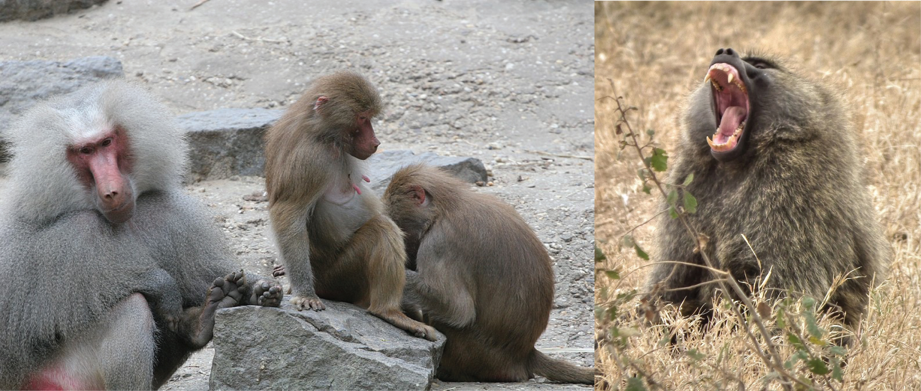 Male baboon with two females. Adult male baboon.