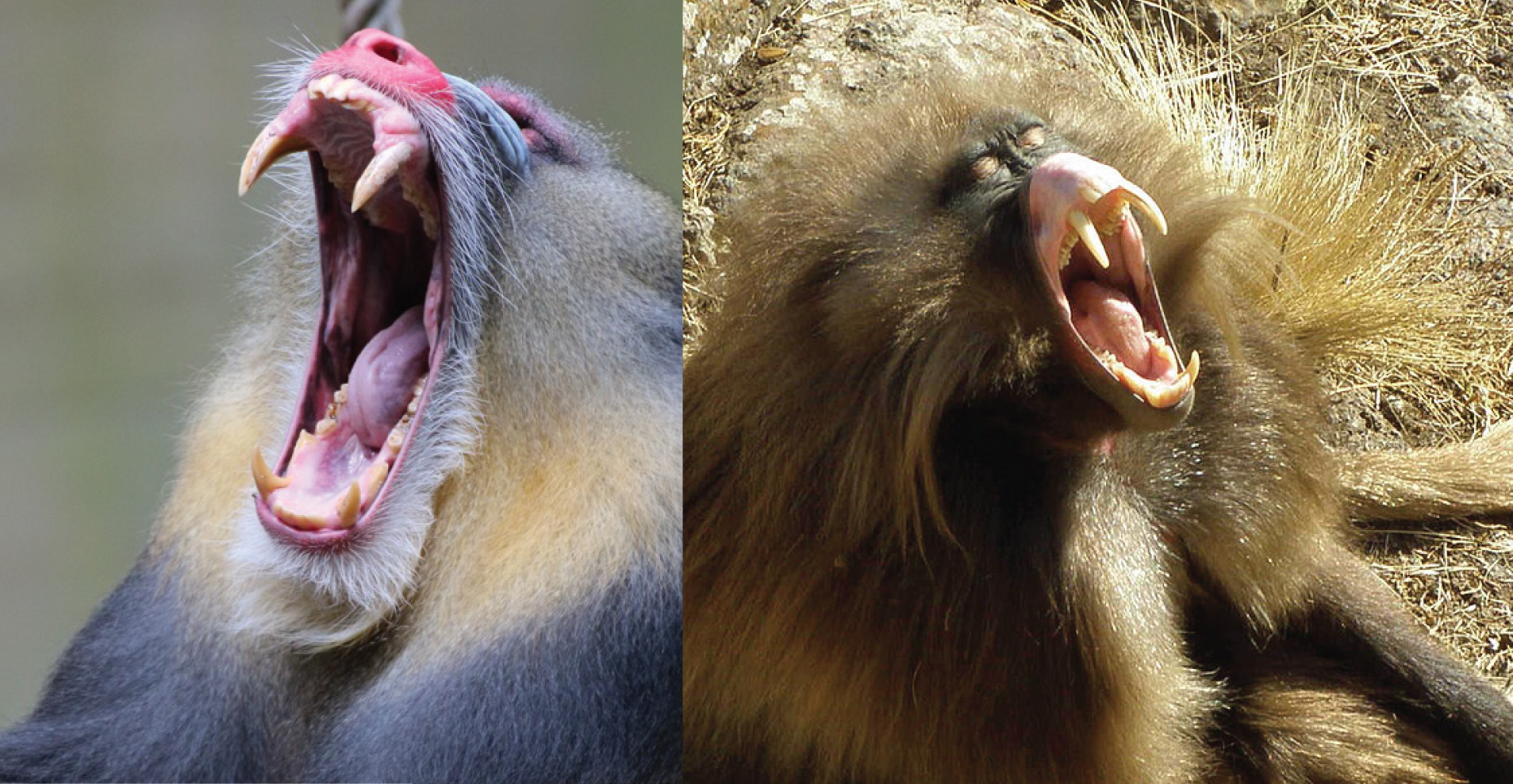 Adult male mandrill and adult male hamadryas baboon yawning.