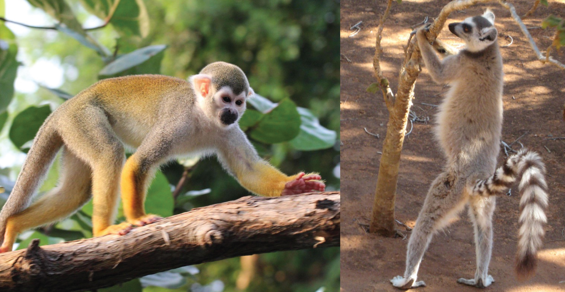 A squirrel monkey. A ring-tailed lemur.
