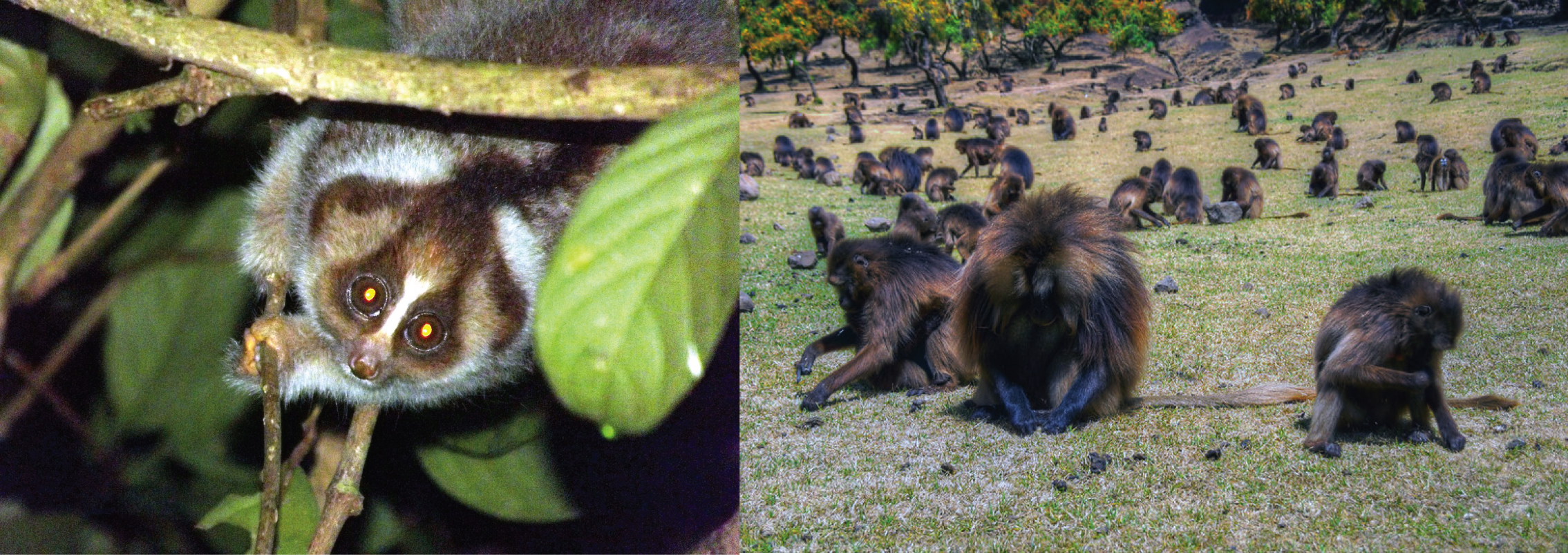 A slow loris. A group of gelada baboons.