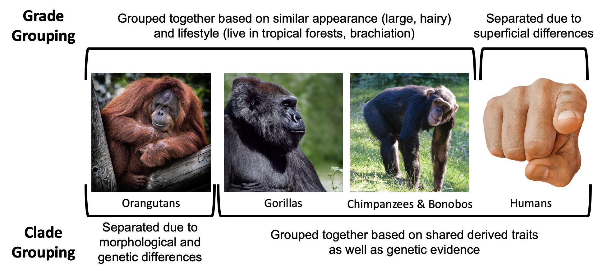 Diagram shows large-bodied hominoids grouped by grade or clade.