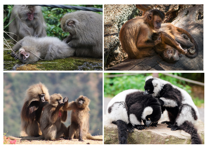 Four primate species grooming.