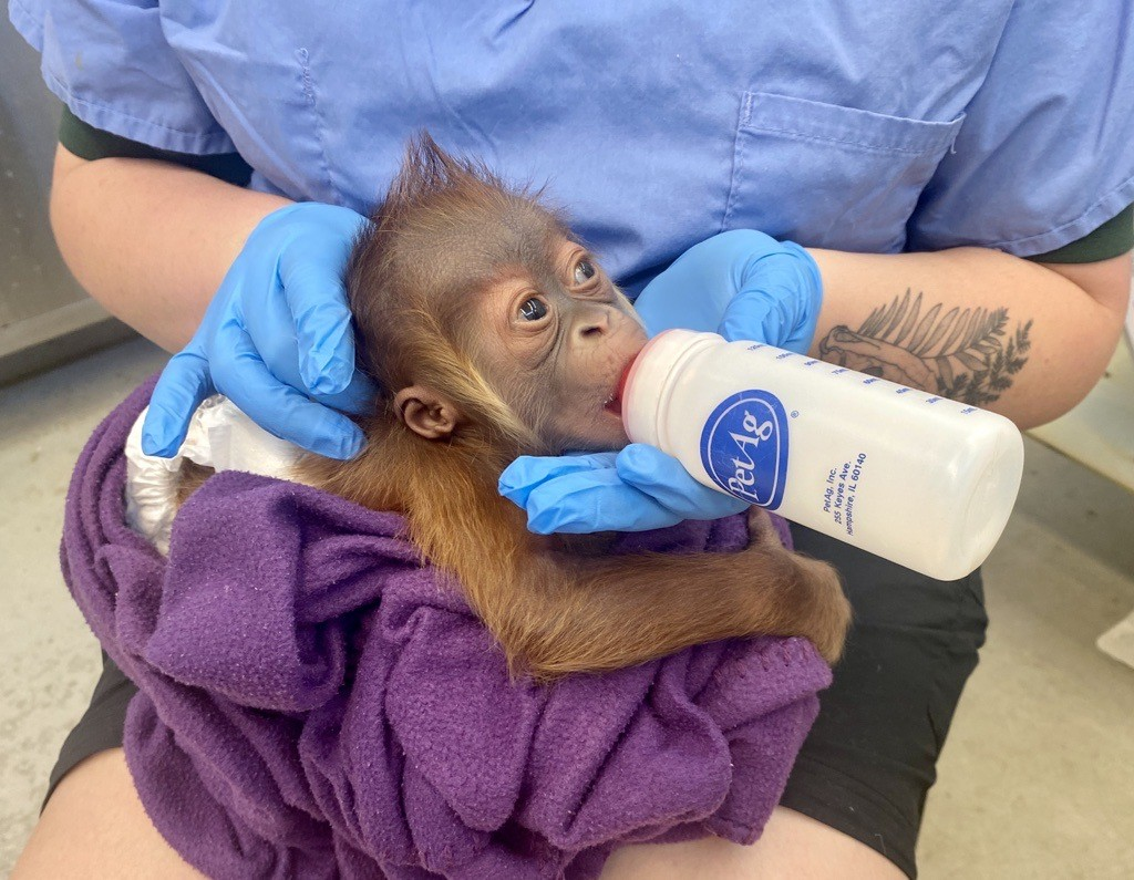 Newborn orangutan feeding from a bottle.