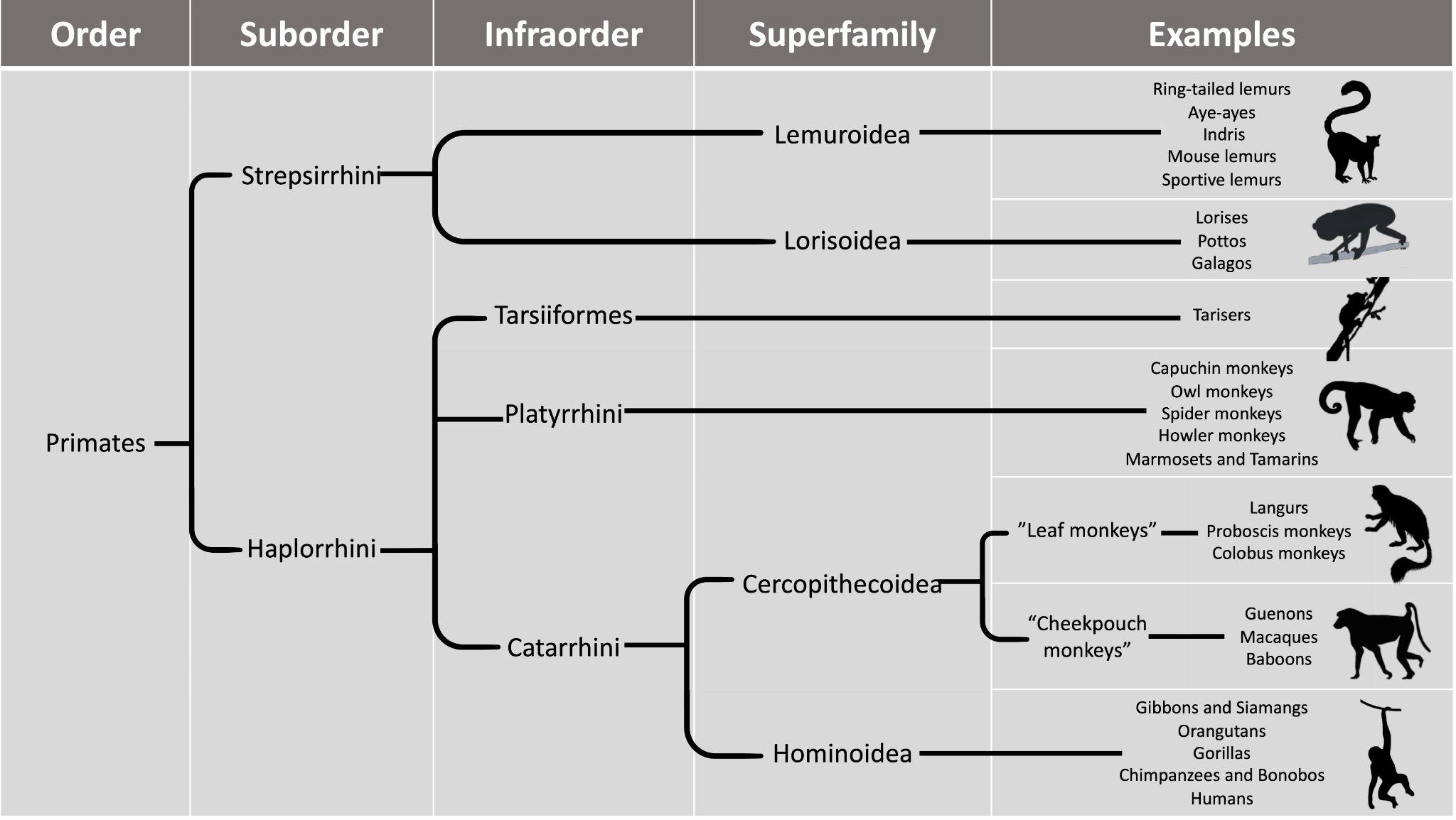 Taxonomic chart shows primate order, suborder, infraorder, superfamily, and species.