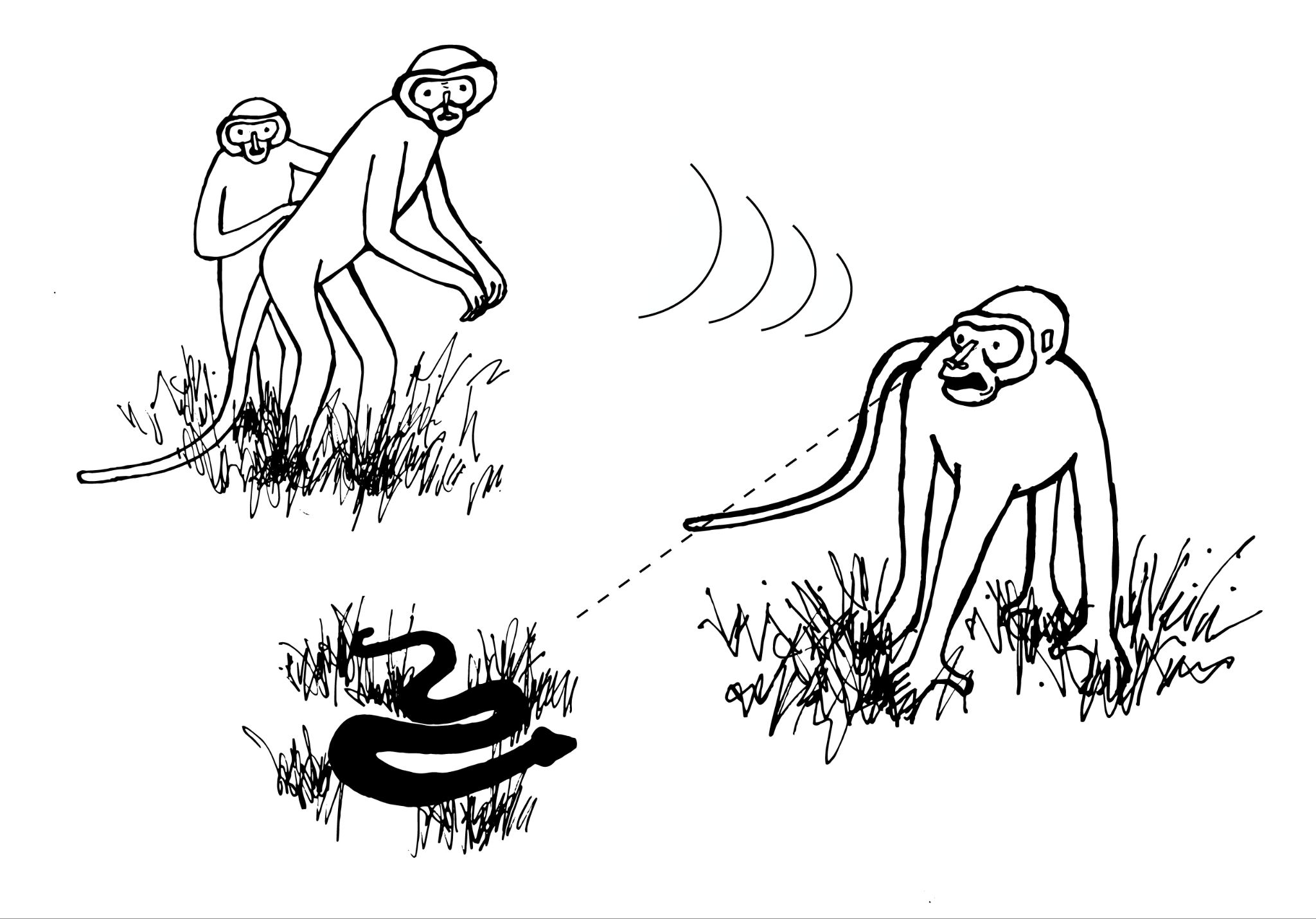 Primate views snake on the ground.