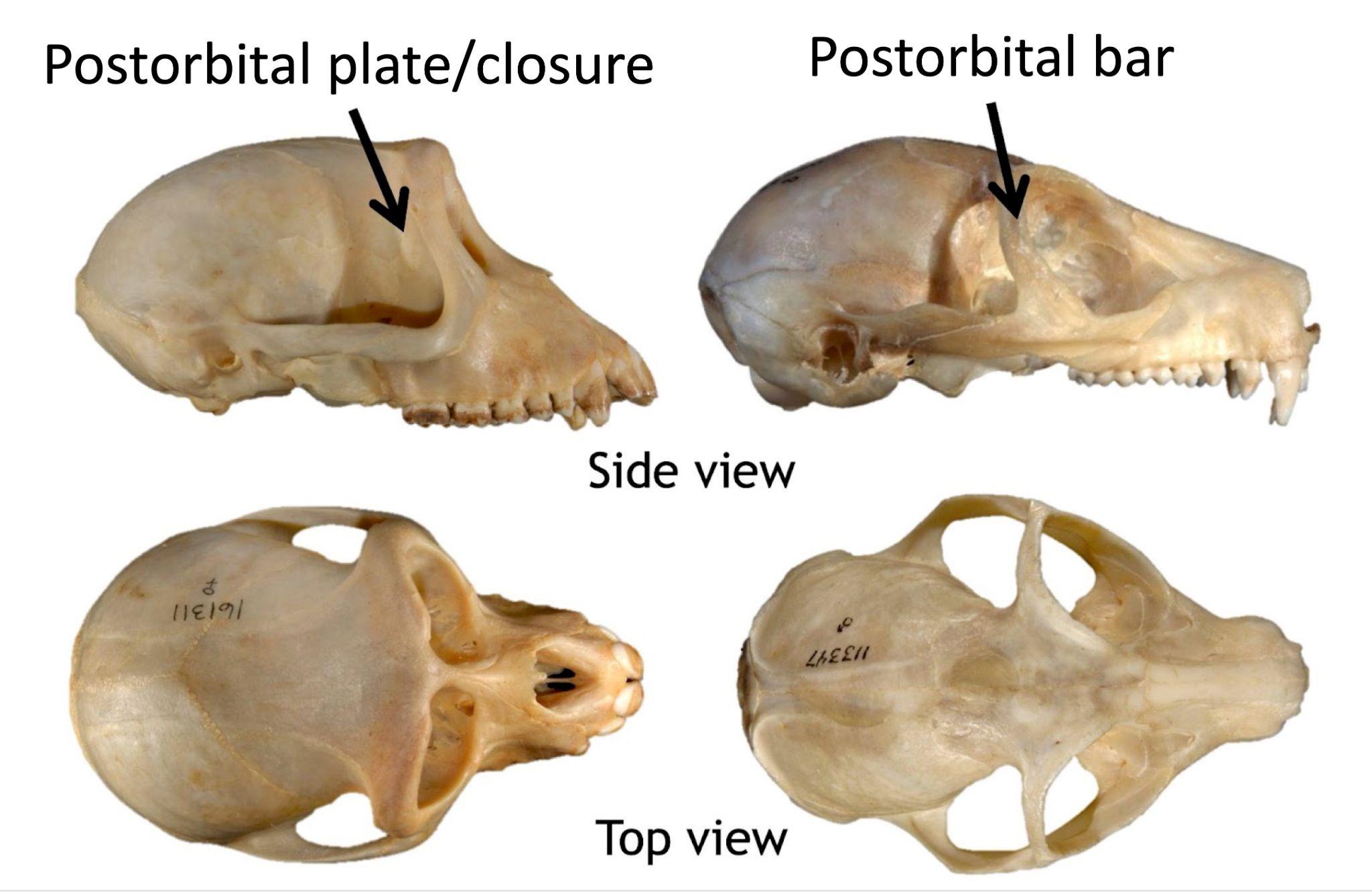 Skulls of a monkey and lemur viewed from the side and top.