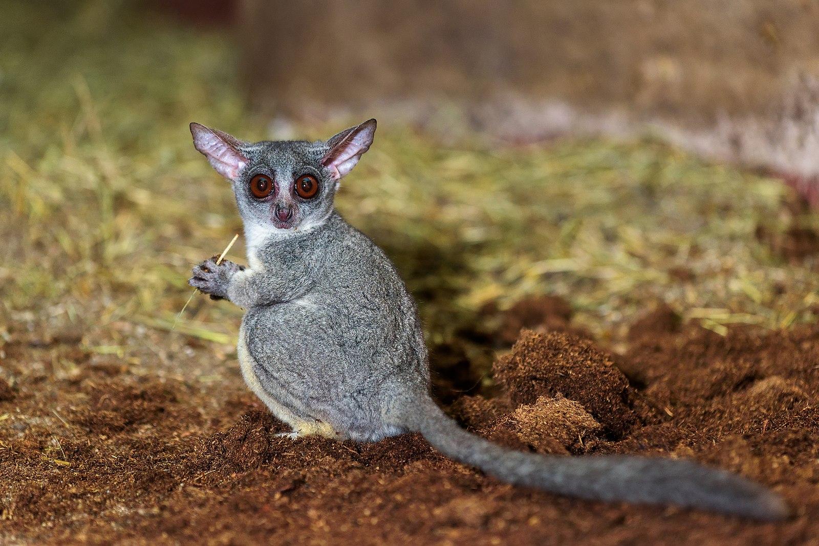 Small primate with big eyes and long tail.