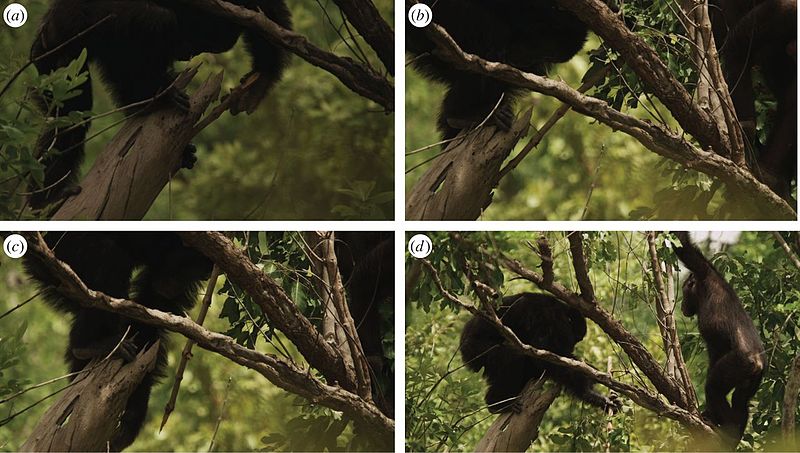 Chimpanzees hunting galagos by poking them with a stick.