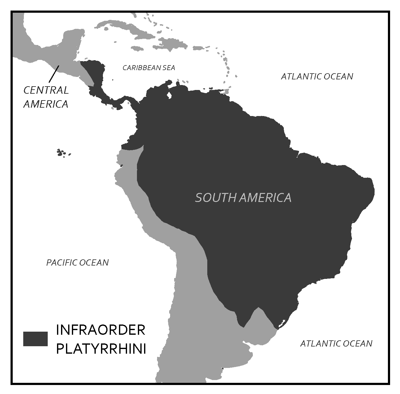 Map of South America shows where platyrrhines live.