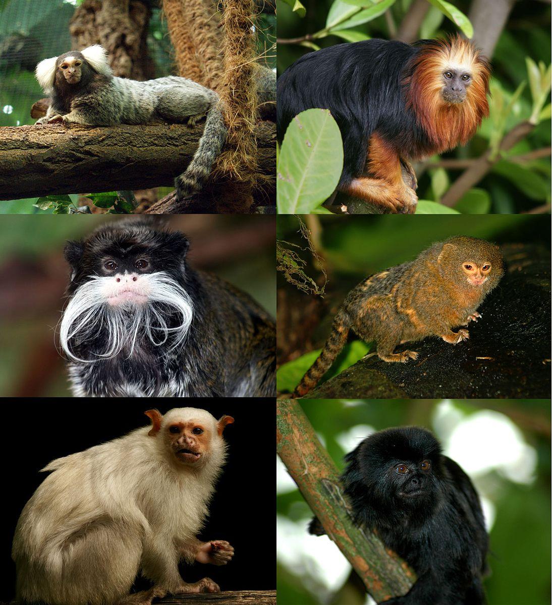 Six marmoset and tamarin species.