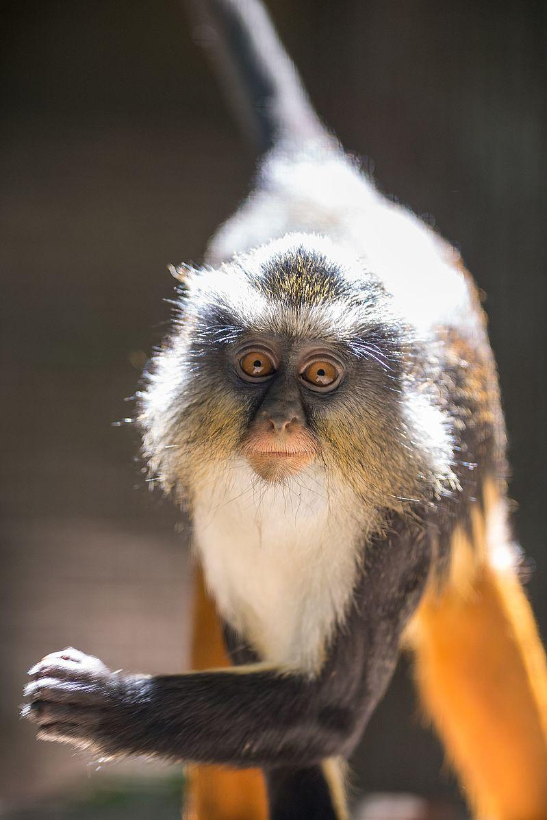Wolf’s guenon.