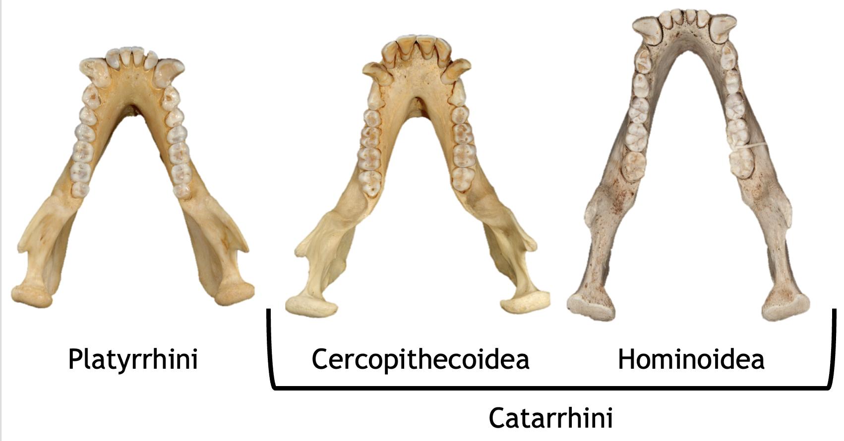 Platyrrhine, cercopithecoid, and hominoid mandibles.