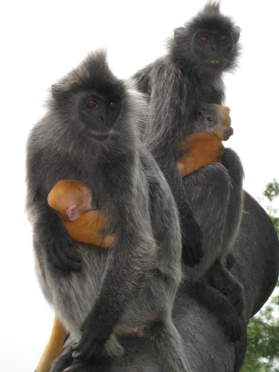 Two silver leaf monkeys hold orange-haired infants.