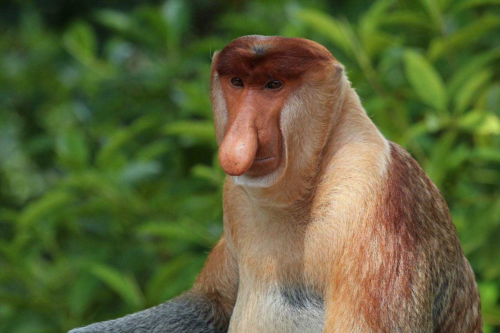 Male proboscis monkey.
