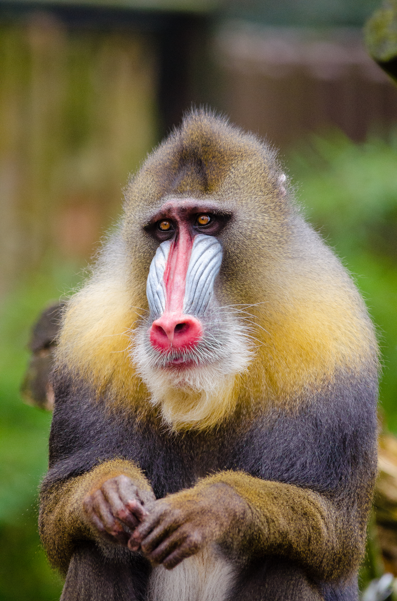 A male mandrill’s face.
