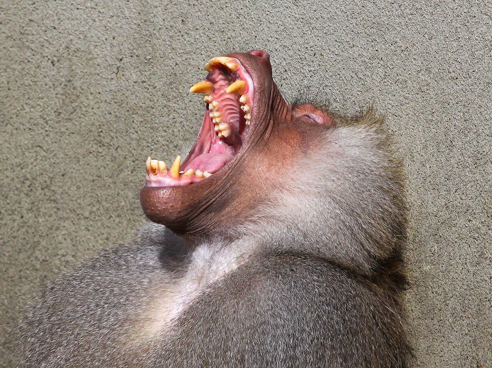 Yawning baboon with large teeth.
