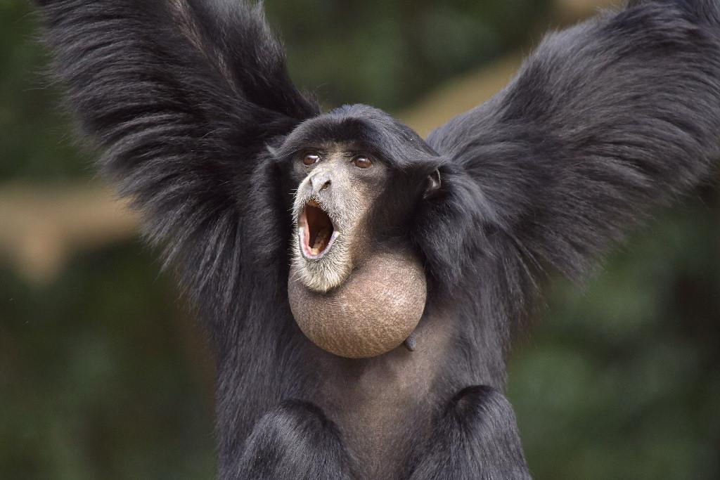 Siamang with outstretched arms.