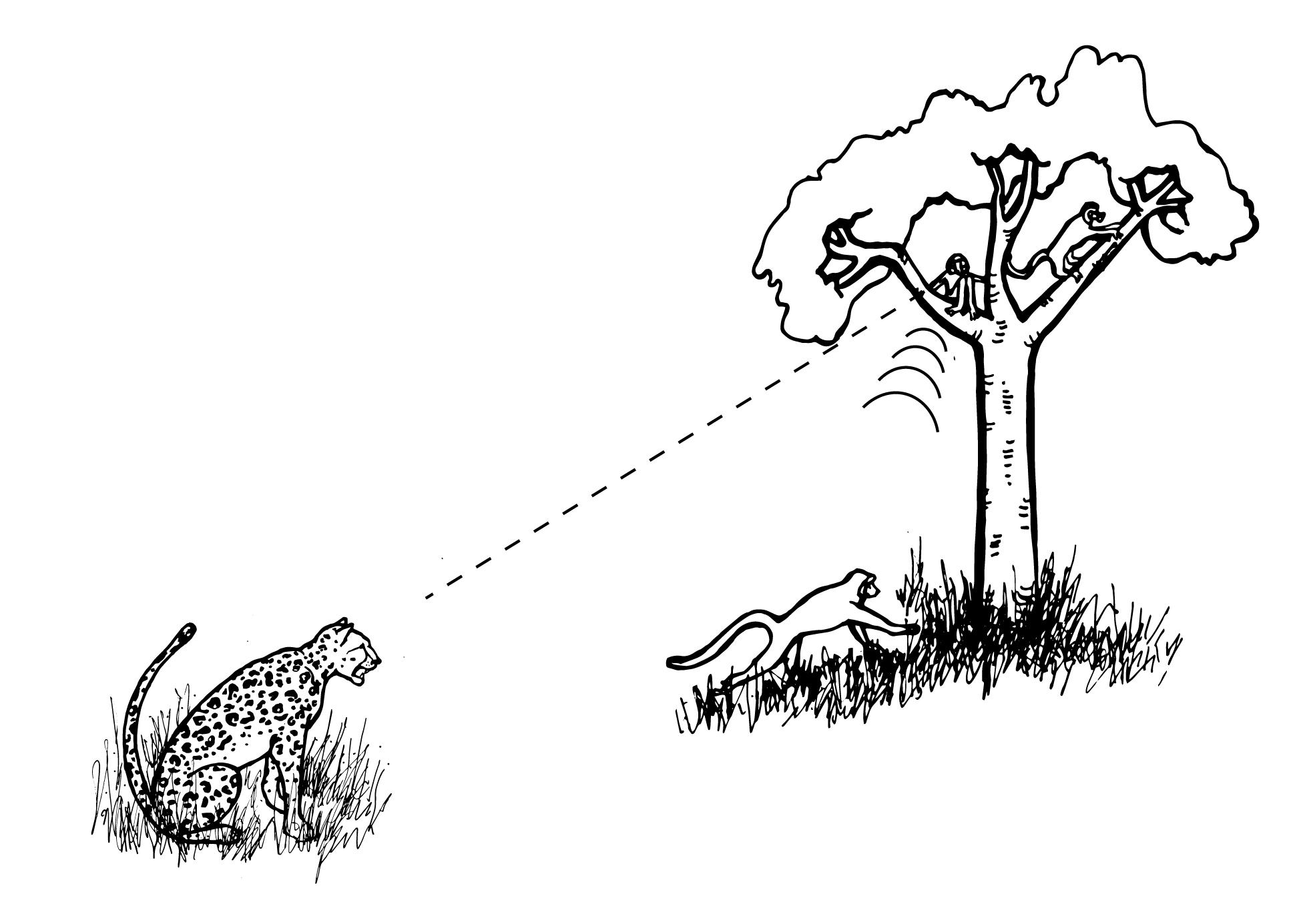 Primate in a tree views a leopard.
