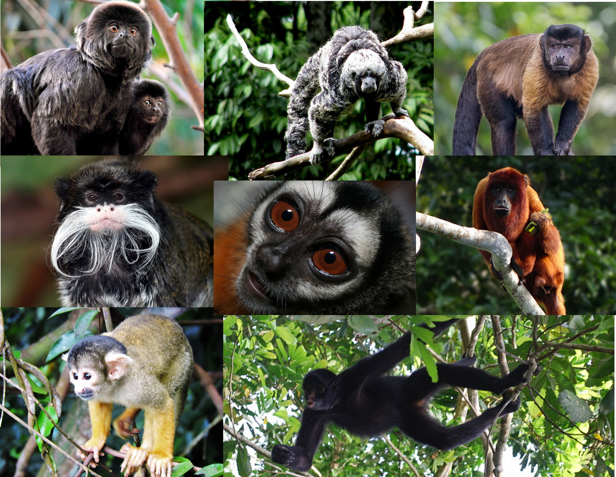 Eight primate species.