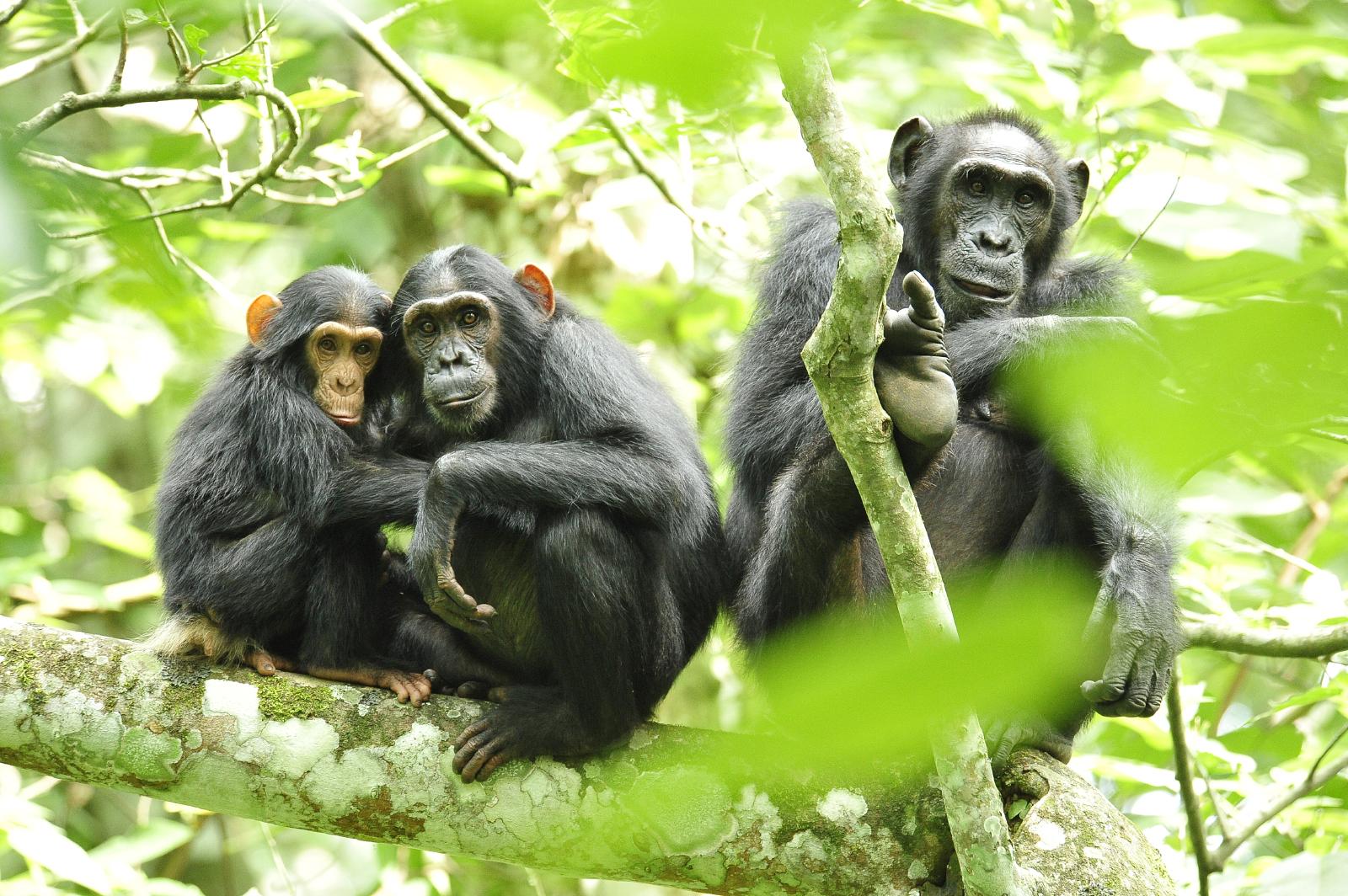 Female chimpanzee with offspring in a tree.