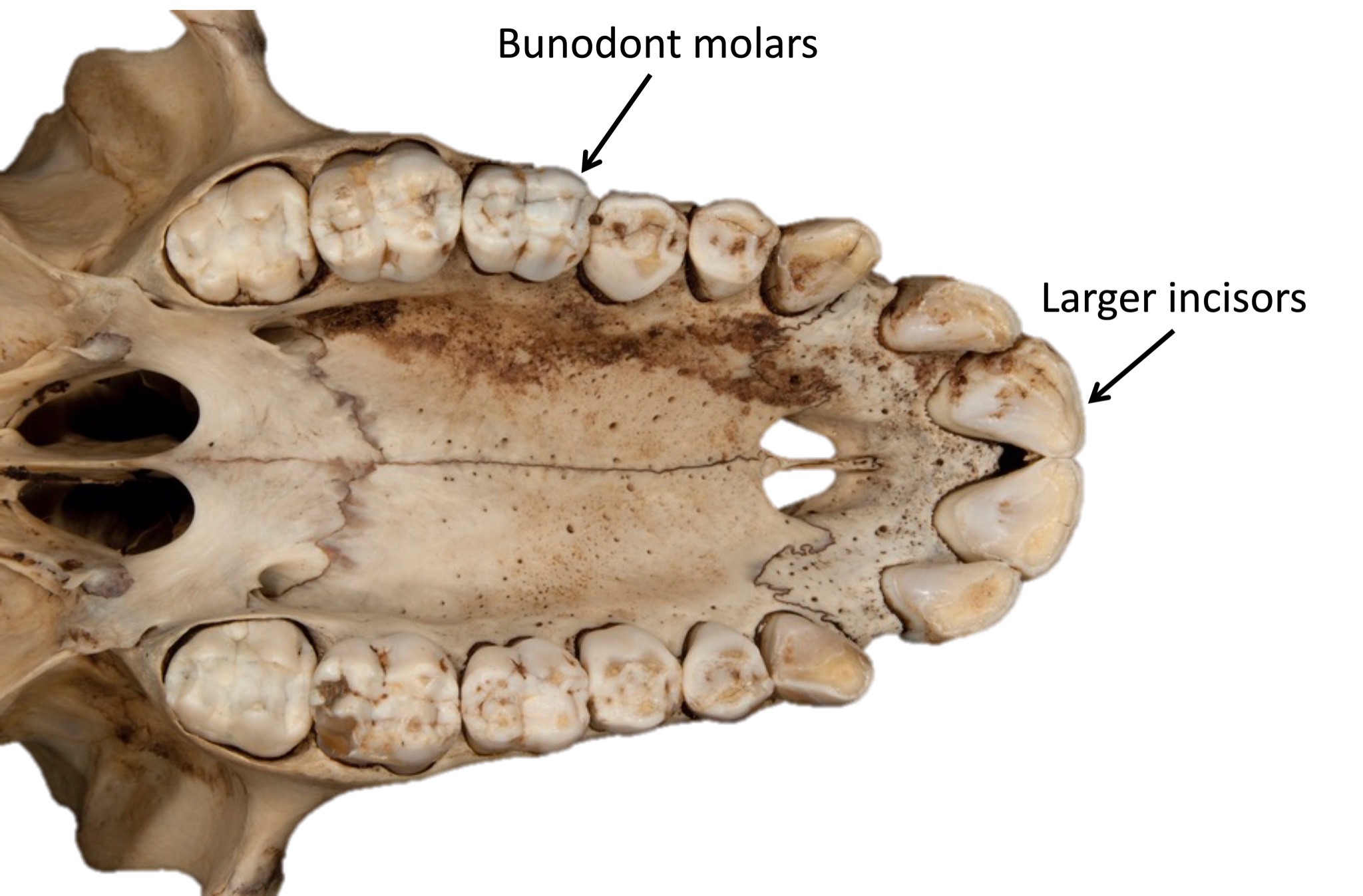 Upper teeth and maxilla of a frugivore monkey.