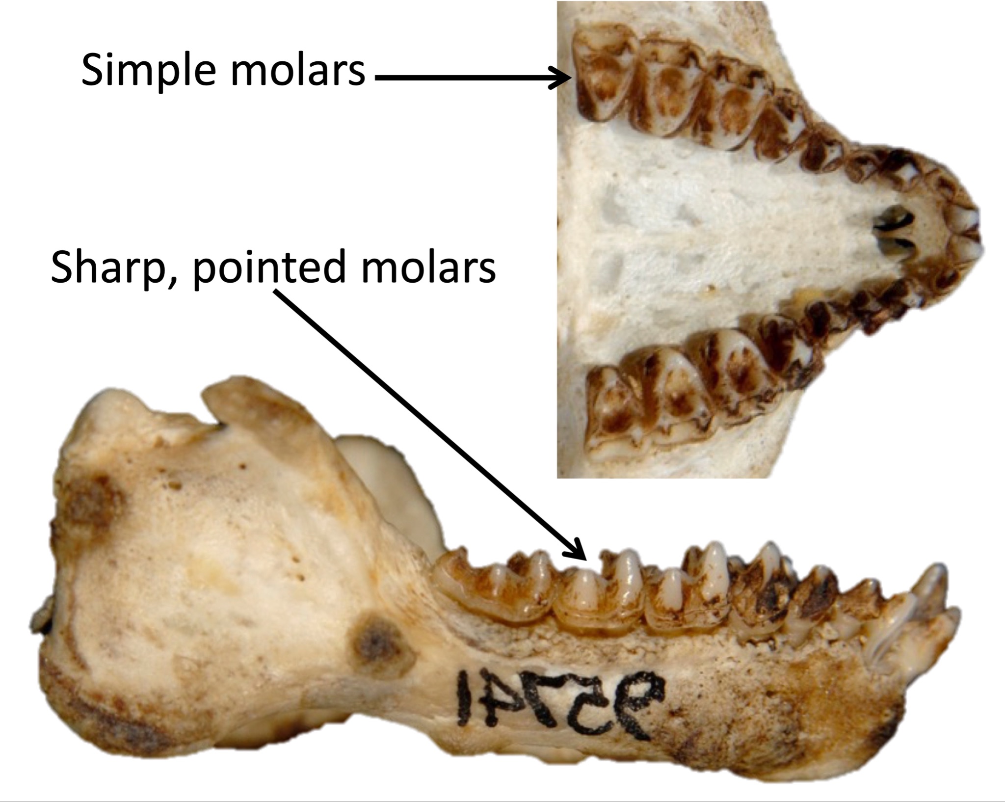 Mandible, upper teeth, and maxilla of insectivore tarsier.