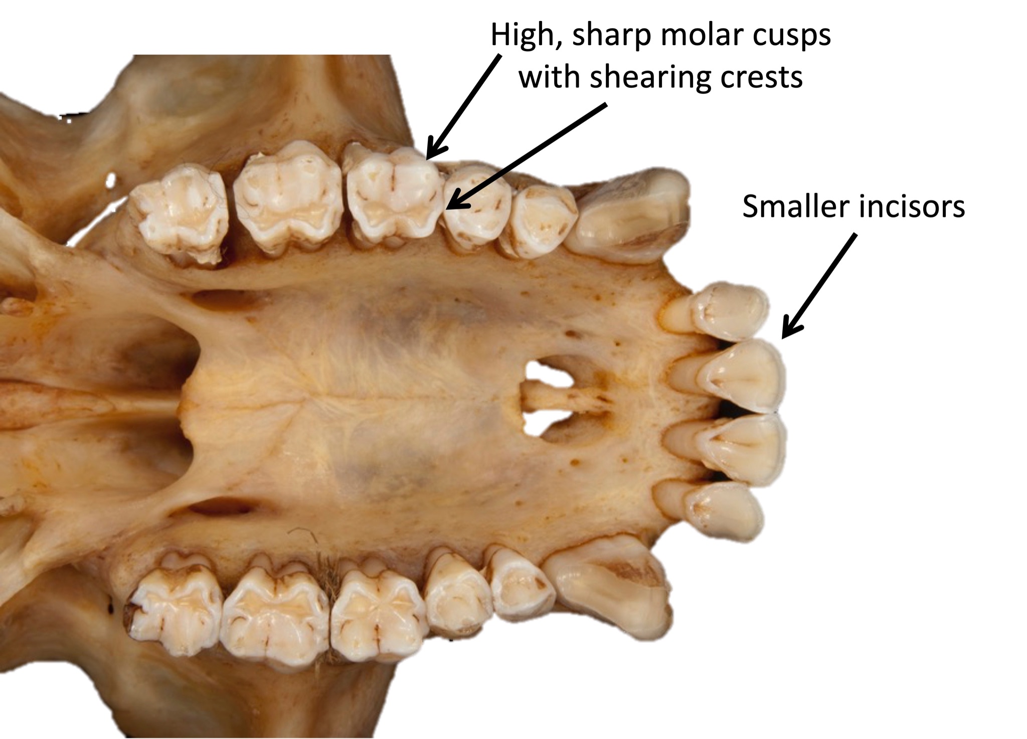 Upper teeth and maxilla of a monkey shows folivore traits.