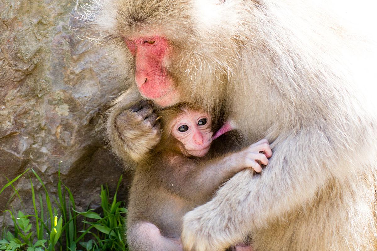 Monkey holds baby.