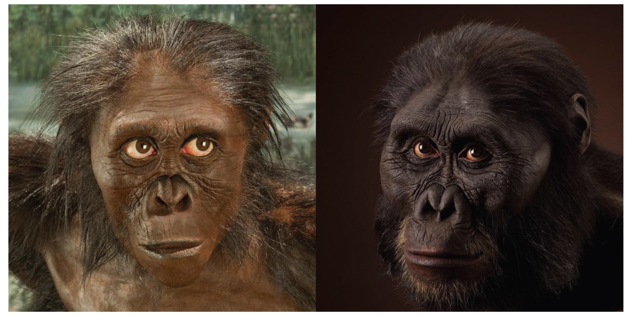 Two images of life-like reconstructions of female and male Au. afarensis.