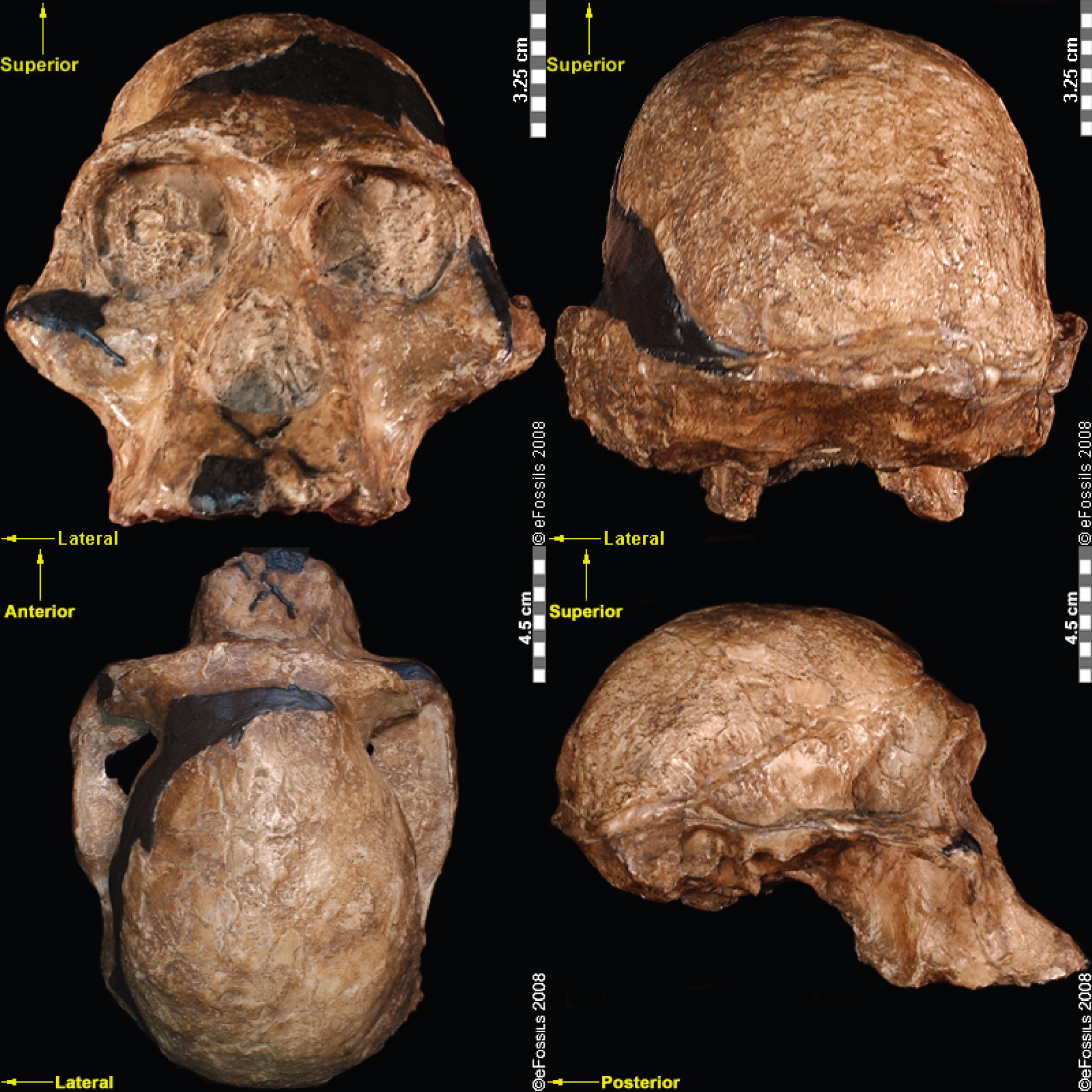 Four views of an ancient skull are shown on a black background.
