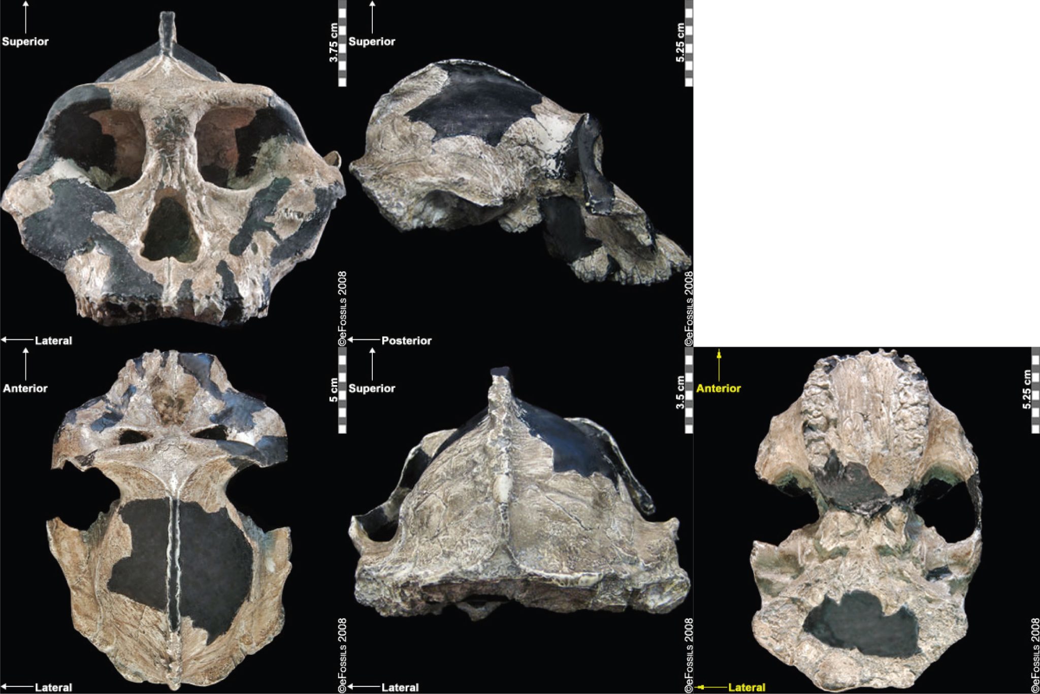 Early Hominins – Explorations: An Open Invitation To Biological 