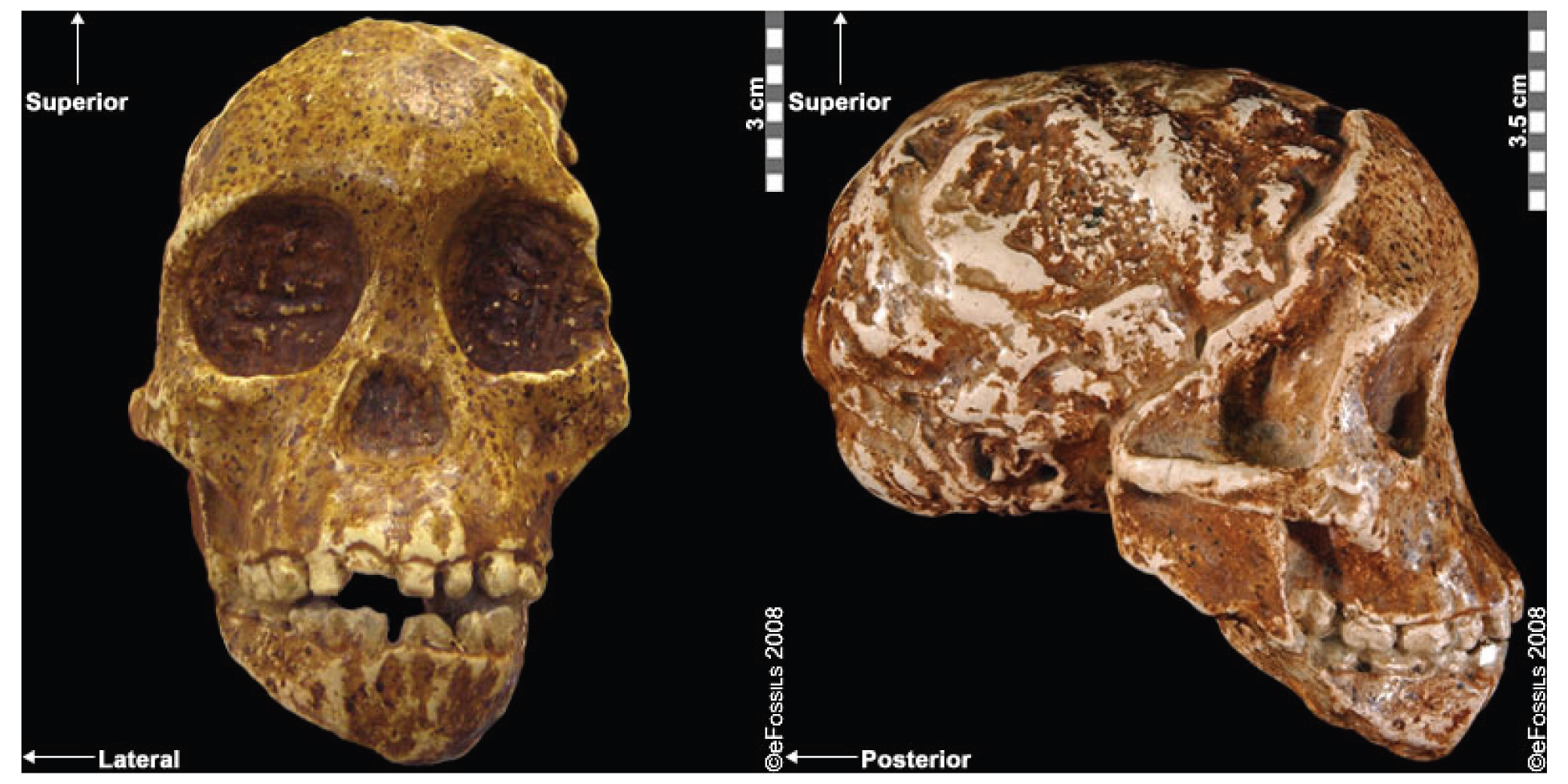 An ancient skull in anterior and lateral views. One view shows an imprint of the brain.