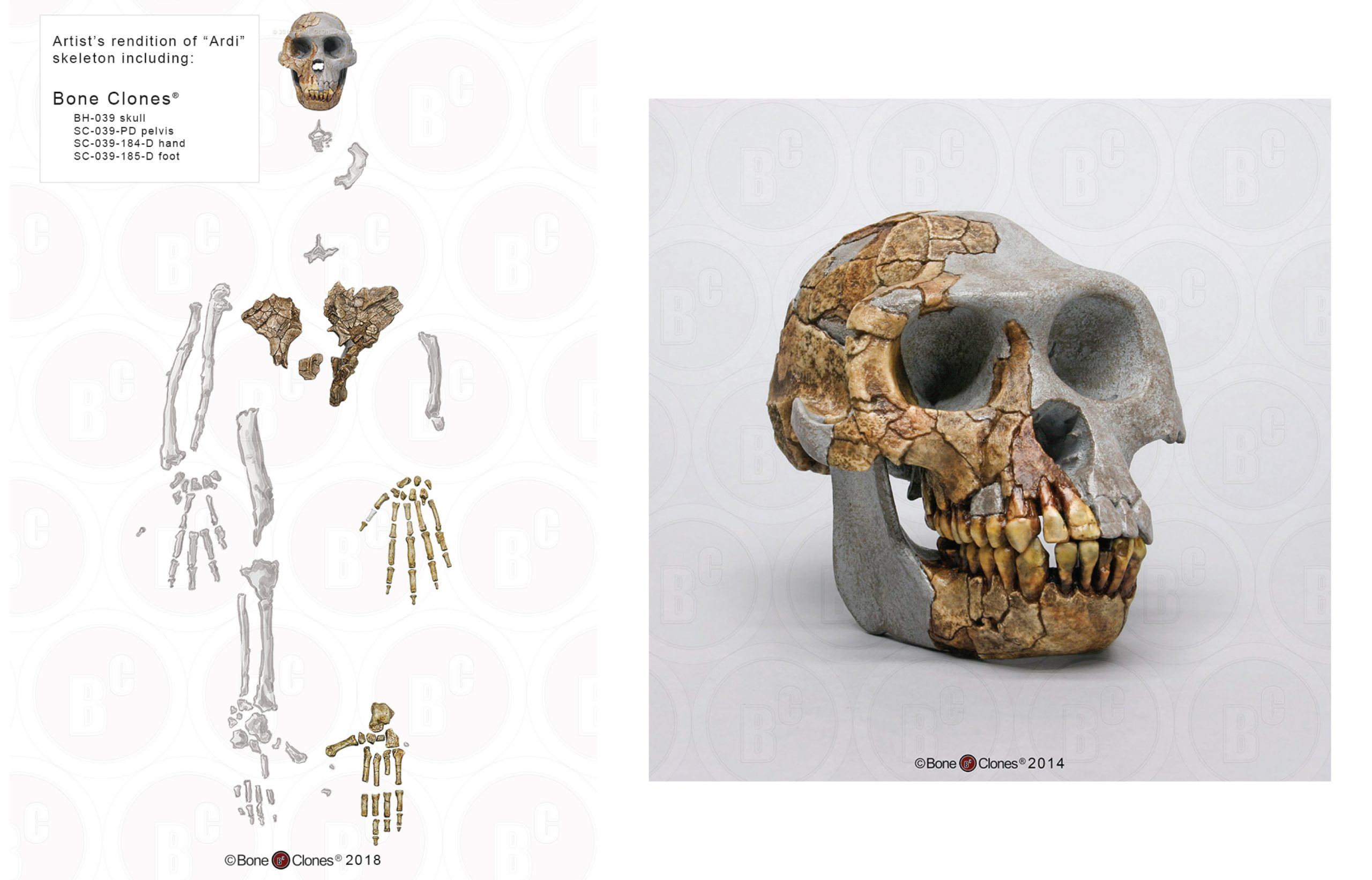 Skull cast and partial skeleton with photographs of some bones and line drawings of others.