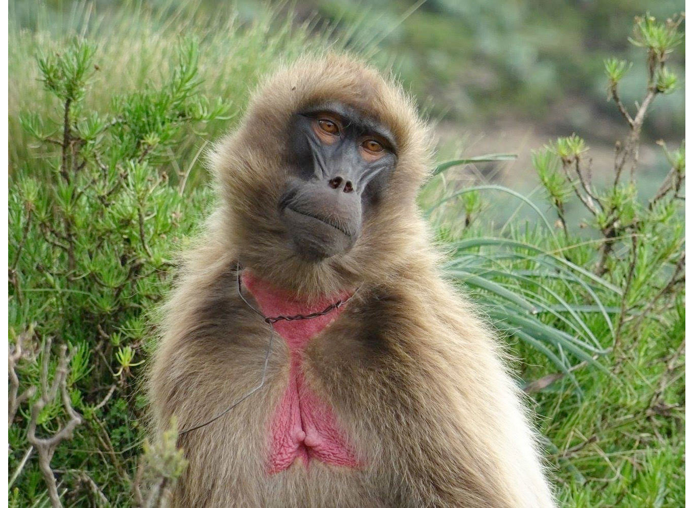 A gelada with a wire snare around its neck.