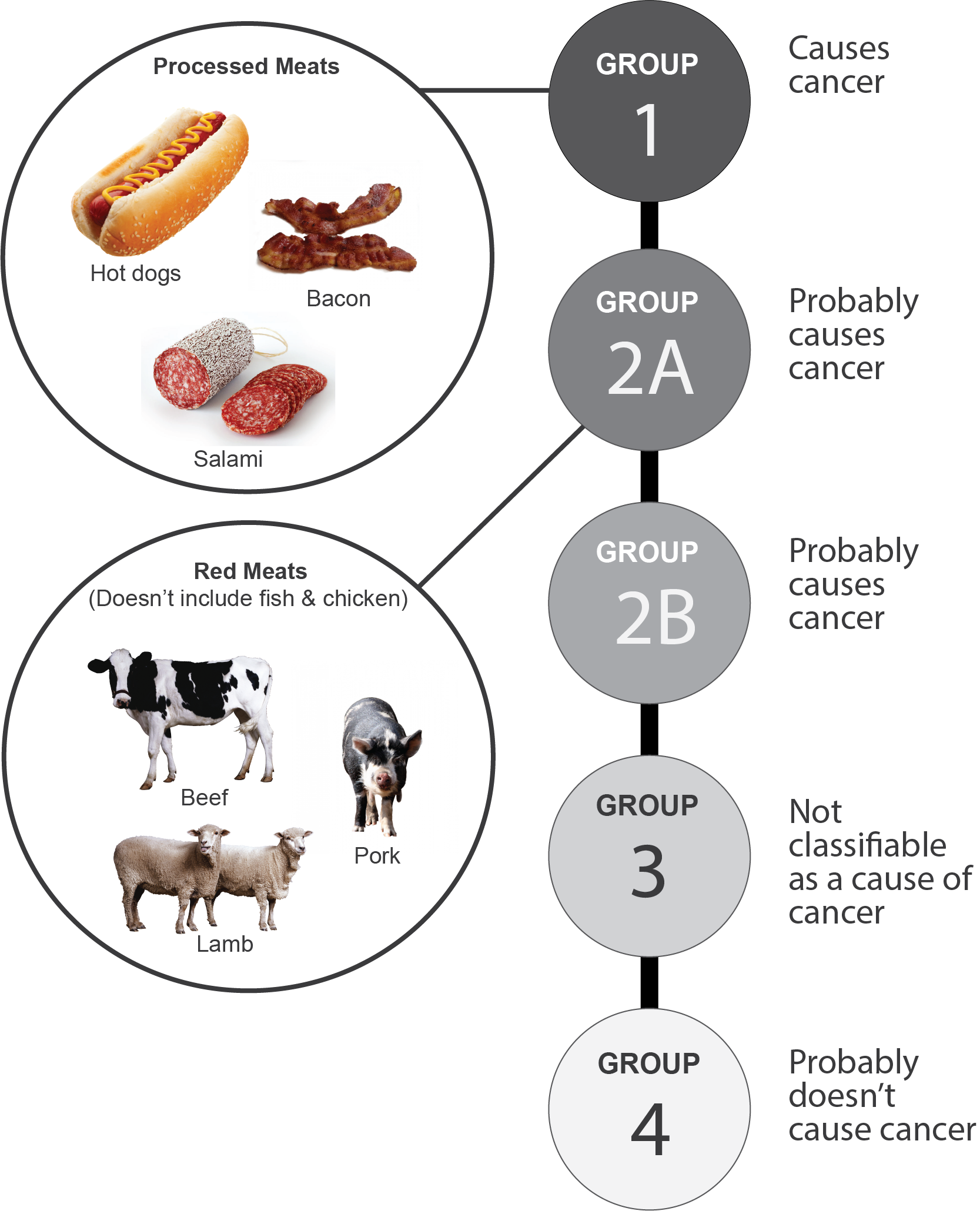 Consecutive circles outline categories of cancer risk with images of processed meats and red meat.