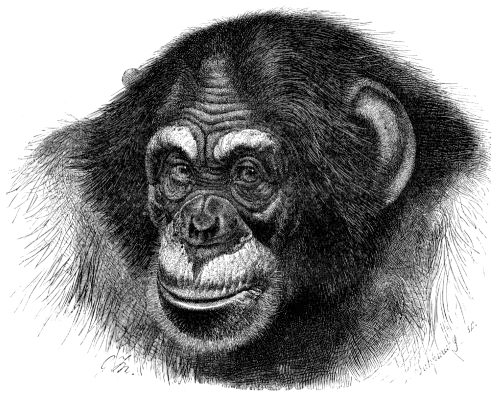 A black-and-white drawing of a chimpanzee head and face.