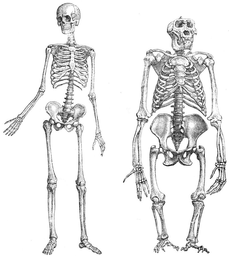 A full human skeleton and gorilla skeleton standing in upright positions next to each other.