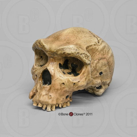 Archaic Homo sapiens skull cast.