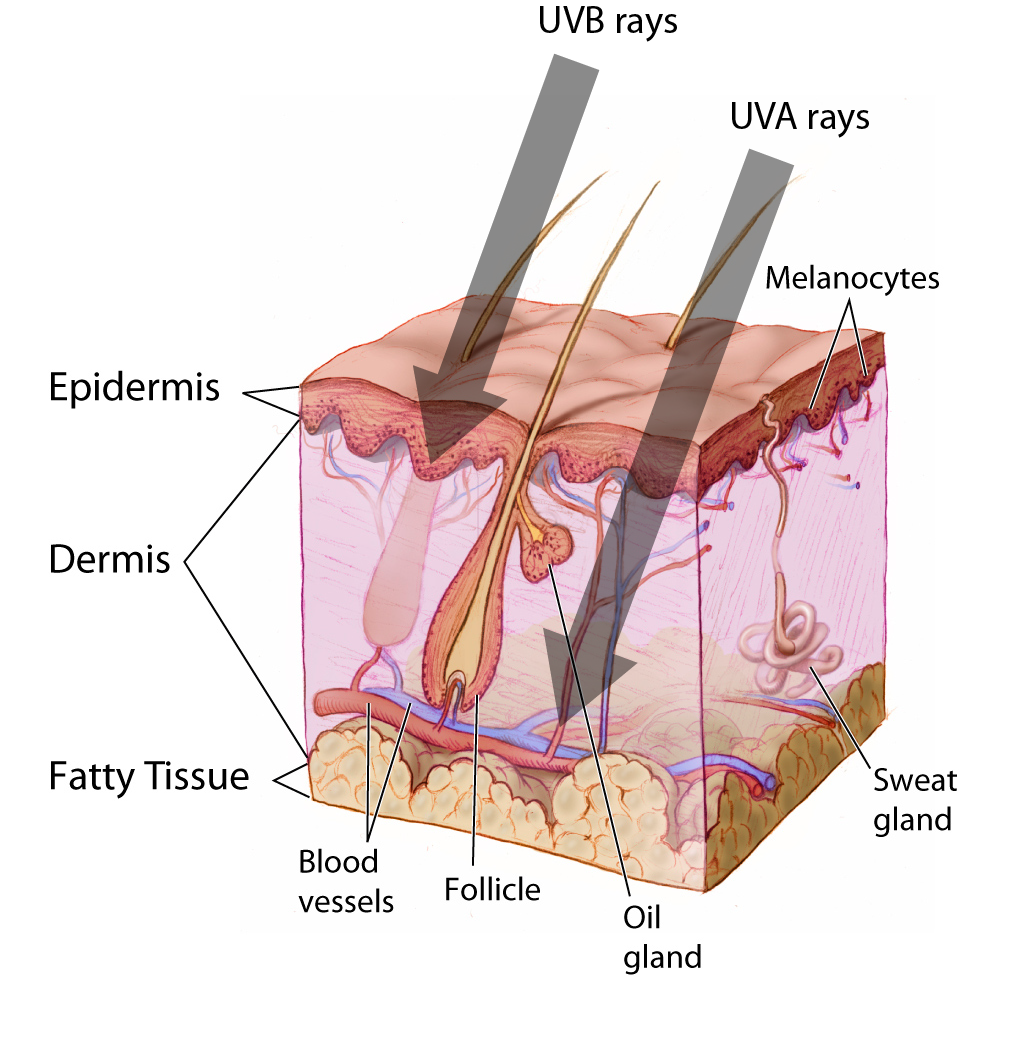 Cross-section of skin illustrating UVA rays penetrate deeper than UVB.