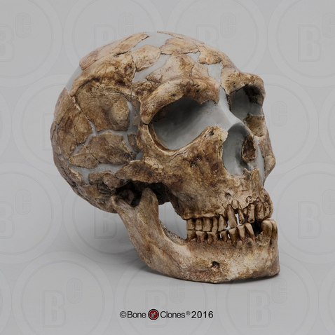 Neaderthal skull.