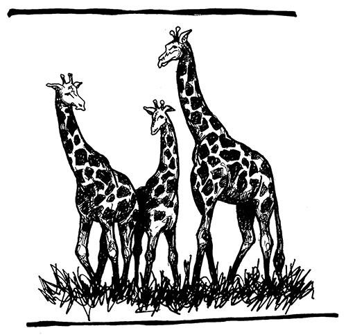 Illustration of three giraffes with necks of different heights.
