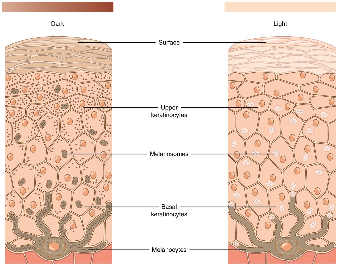 Melanocytes and melanosomes are compared from light and dark skin tones.